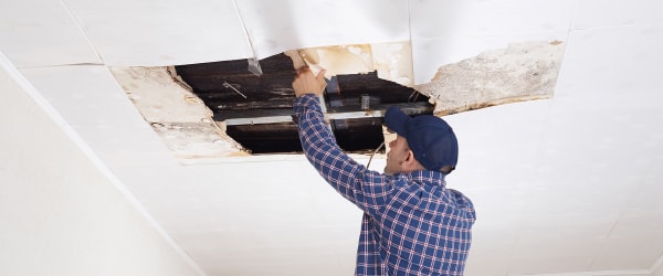 Attic Mold