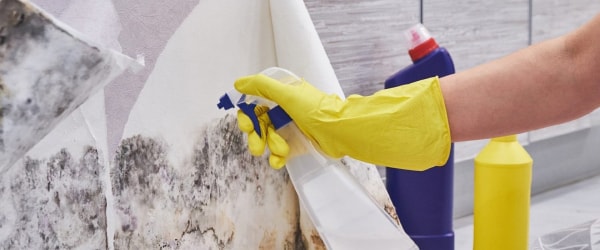 Mold Remediation