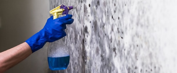 Mold Removal