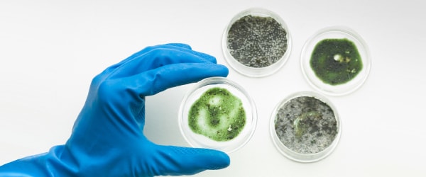 Mold Testing